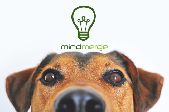 Dog with Mindmerge logo crown